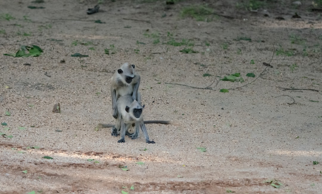 Photo Animal, intimacy